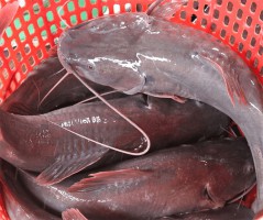 Giá Cá Lăng ở Hà Nội