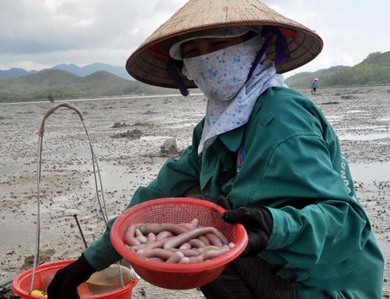 Bảo quản sá sùng khô