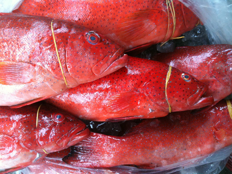 mua cá mú đỏ tại Hà Nội